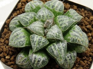 ■[Y010]雪景色　ヤマト運輸 【多肉植物　Haworthia　ハオルチア　ハオルシア】