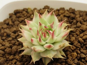 ■[Y198]mettenianum variegata　メテニアナム錦　ヤマト運輸 【多肉植物　Sempervivum　センペルビウム】