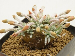 ■[Y197]quinaria ssp. alstonii　うつぼ錦(赤花)　ヤマト運輸 【多肉植物　Avonia　アボニア】