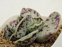 ■[Y196]cooperi 'Fugu-no-ko' ふぐの子　ヤマト運輸 【多肉植物　Adromischus アドロミスクス】_画像3