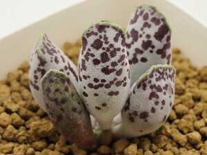 ■[Y189]cooperi クーペリー　ヤマト運輸 【多肉植物　Adromischus アドロミスクス】