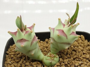 ■[Y182]longetuberculosa　ロンギツベルクローサ　実生苗　ヤマト運輸 【多肉植物　Euphorbia ユーフォルビア】