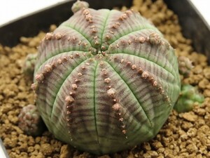 ■[Y178]obesa ssp. symmetrica 仔吹きシンメトリカ　ヤマト運輸 【多肉植物　Euphorbia ユーフォルビア】