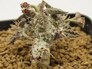 ■[Y175]tulearensis　トゥレアレンシス　実生苗　ヤマト運輸 【多肉植物　Euphorbia ユーフォルビア】