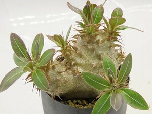 ■[Y157]makayense　魔界玉　実生苗　ヤマト運輸 【多肉植物　Pachypodium　パキポディウム】