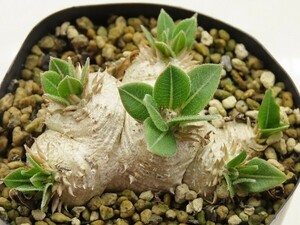 ■[Y154]brevicaule　恵比寿笑い　実生苗　ヤマト運輸 【多肉植物　Pachypodium　パキポディウム】