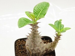 ■[Y152]windsorii　ウィンゾリー　実生苗　ヤマト運輸 【多肉植物　Pachypodium　パキポディウム】