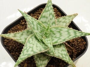 ■[Y137]TCT Hybrid　Seedling　3月輸入　ヤマト運輸 【多肉植物　Aloe　アロエ】