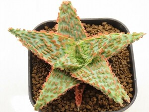 ■[Y133]TCT Hybrid　Seedling　3月輸入　ヤマト運輸 【多肉植物　Aloe　アロエ】