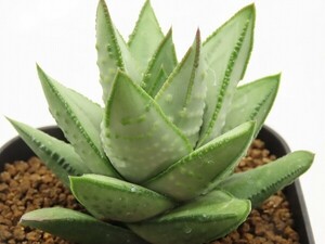 ■[Y127]hallii 　銀角　ヤマト運輸 【多肉植物　Haworthia　ハオルチア　ハオルシア】