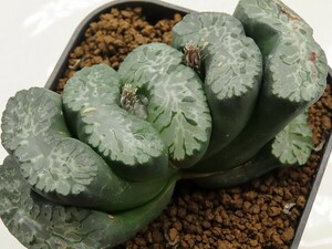 ■[Y121]酒楽　ヤマト運輸 【多肉植物　Haworthia　ハオルチア　ハオルシア】