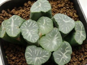 ■[Y116]白雷　ヤマト運輸 【多肉植物　Haworthia　ハオルチア　ハオルシア】