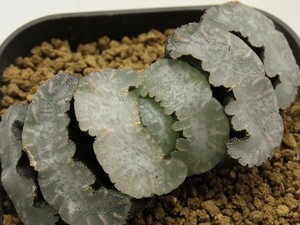 ■[Y108]実方ブルーコンゲスタ　ヤマト運輸 【多肉植物　Haworthia　ハオルチア　ハオルシア】