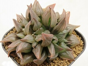 ■[Y105]ミュータント　ヤマト運輸 【多肉植物　Haworthia　ハオルチア　ハオルシア】