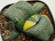 ■[W128]伊達臥牛錦×渡井臥牛　実生　未繁殖　ヤマト運輸 【多肉植物　Haworthia　ハオルチア　ハオルシア】_画像1