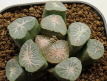 ■[W125]丹頂×雫　実生　未繁殖　ヤマト運輸 【多肉植物　Haworthia　ハオルチア　ハオルシア】_画像1