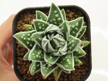 ■[W124]西太后実生　実生　未繁殖　ヤマト運輸 【多肉植物　Haworthia　ハオルチア　ハオルシア】_画像5