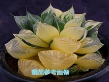 ■[W104]玉翠の光　ヤマト運輸 【多肉植物　Haworthia　ハオルチア　ハオルシア】_画像10