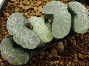 ■[W103]海野No20　ヤマト運輸 【多肉植物　Haworthia　ハオルチア　ハオルシア】