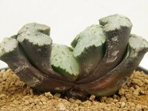 ■[W102]吉宗　ヤマト運輸 【多肉植物　Haworthia　ハオルチア　ハオルシア】_画像2