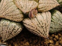 ■[W117]タイガーキング×前人未踏　実生　未繁殖　ヤマト運輸 【多肉植物　Haworthia　ハオルチア　ハオルシア】_画像2