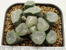 ■[W098]雫　ヤマト運輸 【多肉植物　Haworthia　ハオルチア　ハオルシア】_画像5