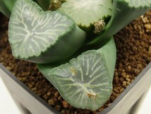 ■[W101]南アの星　ヤマト運輸 【多肉植物　Haworthia　ハオルチア　ハオルシア】_画像2