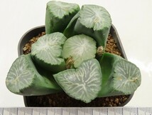 ■[W101]南アの星　ヤマト運輸 【多肉植物　Haworthia　ハオルチア　ハオルシア】_画像7