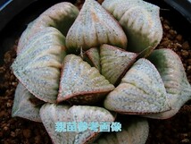 ■[W094]GM452-TM　ヤマト運輸 【多肉植物　Haworthia　ハオルチア　ハオルシア】_画像4