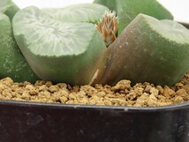 ■[W097]天下一品　ヤマト運輸 【多肉植物　Haworthia　ハオルチア　ハオルシア】_画像4