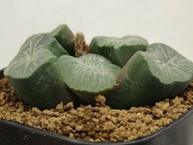 ■[W097]天下一品　ヤマト運輸 【多肉植物　Haworthia　ハオルチア　ハオルシア】_画像2