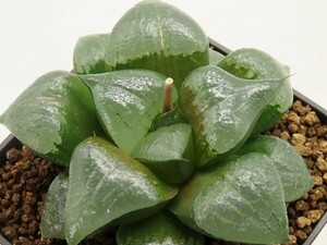 ■[W096]阿寒湖　ヤマト運輸 【多肉植物　Haworthia　ハオルチア　ハオルシア】