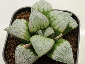 ■[W095]BmB実生(TYPE-SP)　ヤマト運輸 【多肉植物　Haworthia　ハオルチア　ハオルシア】