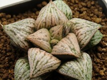 ■[W093]古都姫葵(金子)×王天紅　SC221115　SCオリジナル　ヤマト運輸 【多肉植物　Haworthia　ハオルチア　ハオルシア】_画像1