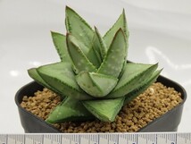 ■[W091]hallii　銀角　ヤマト運輸 【多肉植物　Haworthia　ハオルチア　ハオルシア】_画像3