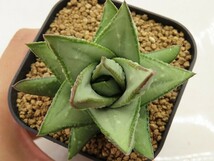 ■[W091]hallii　銀角　ヤマト運輸 【多肉植物　Haworthia　ハオルチア　ハオルシア】_画像2