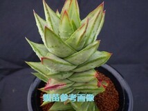 ■[W091]hallii　銀角　ヤマト運輸 【多肉植物　Haworthia　ハオルチア　ハオルシア】_画像4