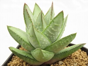 ■[W091]hallii　銀角　ヤマト運輸 【多肉植物　Haworthia　ハオルチア　ハオルシア】