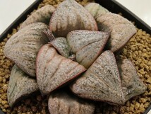 ■[W090]実方スプレンデンス　ヤマト運輸 【多肉植物　Haworthia　ハオルチア　ハオルシア】_画像1