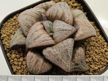 ■[W090]実方スプレンデンス　ヤマト運輸 【多肉植物　Haworthia　ハオルチア　ハオルシア】_画像2