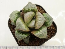 ■[W089]Green Cloud　グリーンクラウド　ヤマト運輸 【多肉植物　Haworthia　ハオルチア　ハオルシア】_画像6