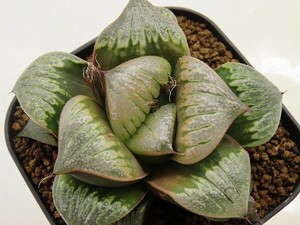 ■[W089]Green Cloud　グリーンクラウド　ヤマト運輸 【多肉植物　Haworthia　ハオルチア　ハオルシア】