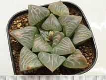 ■[W088]Mountain Rain(JP45)　マウンテンレイン　ヤマト運輸 【多肉植物　Haworthia　ハオルチア　ハオルシア】_画像2