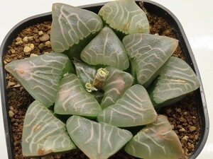 ■[W088]Mountain Rain(JP45)　マウンテンレイン　ヤマト運輸 【多肉植物　Haworthia　ハオルチア　ハオルシア】