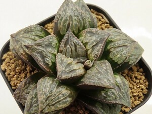 ■[W087]虎牢関　ヤマト運輸 【多肉植物　Haworthia　ハオルチア　ハオルシア】