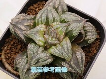 ■[W087]虎牢関　ヤマト運輸 【多肉植物　Haworthia　ハオルチア　ハオルシア】_画像5