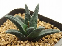 ■[W080]ソルディダ　実生　未繁殖　ヤマト運輸 【多肉植物　Haworthia　ハオルチア　ハオルシア】_画像1