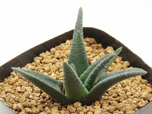 ■[W079]ソルディダ　実生　未繁殖　ヤマト運輸 【多肉植物　Haworthia　ハオルチア　ハオルシア】