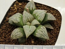 ■[W078]ピグマエア錦×葵スプレンデンス　実生　未繁殖　ヤマト運輸 【多肉植物　Haworthia　ハオルチア　ハオルシア】_画像4