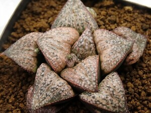 ■[W075]葵スプレンデンス×GM452-TM　実生　未繁殖　ヤマト運輸 【多肉植物　Haworthia　ハオルチア　ハオルシア】